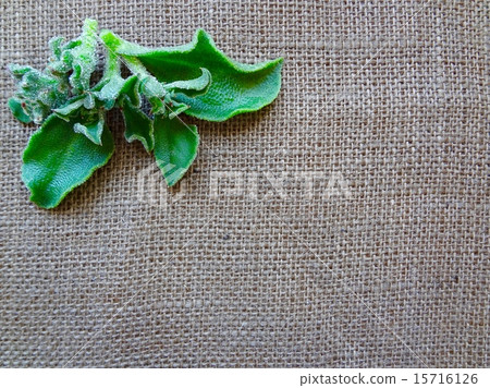 Ice plant Ice plant 15716126