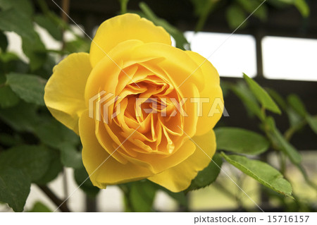 Rose Graham Thomas Rose Graham Thomas 15716157
