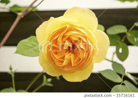 羅斯格雷厄姆托馬斯 15716161