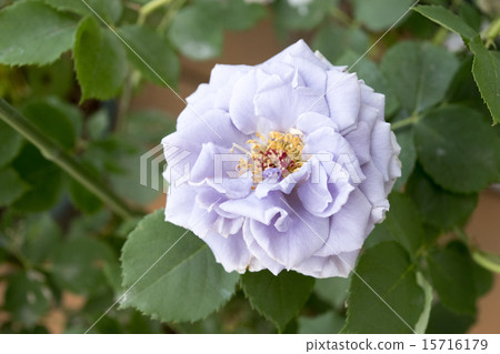 巴拉坦藍 巴拉坦藍 15716179