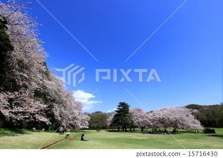 Kinutakoen的櫻花 Kinutakoen的櫻花 15716430