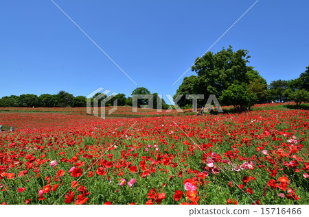 昭和紀念公園 15716466