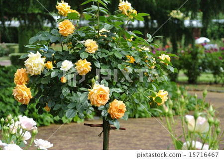 A rose garden 15716467