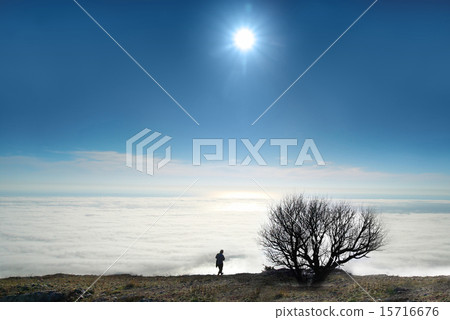 Lonely tree with clouds 15716676