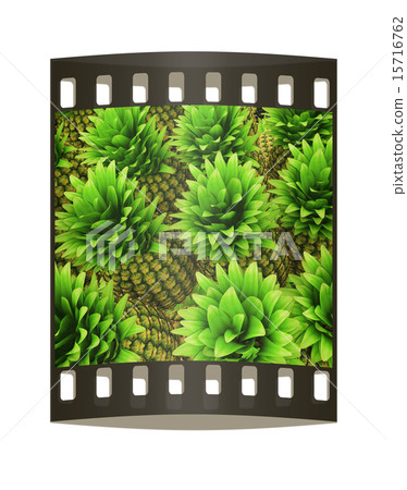 Pineapples background. The film strip Pineapples background. The film strip 15716762