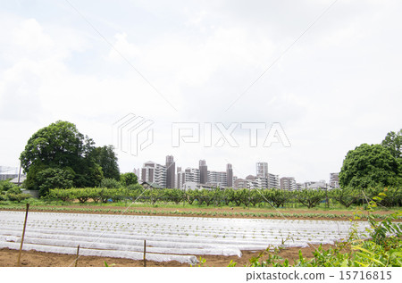 Field and high rise apartment (horizontal position) 15716815