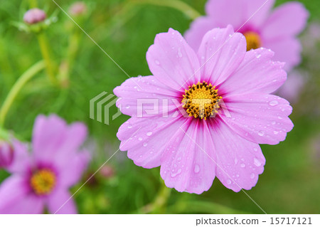 Fresh Pinky flower in the garden Fresh Pinky flower in the garden 15717121