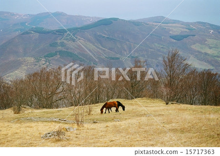 Two horses on the mountainside. Two horses on the mountainside. 15717363