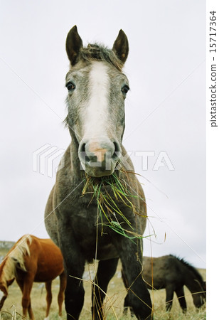 Horse chewing the grass. Horse chewing the grass. 15717364