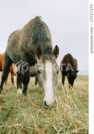 Horse chewing the grass. 15717374
