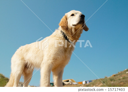 Golden retriever on the coast. 15717403