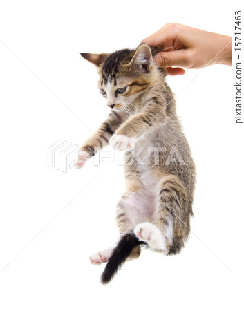 kitten sitting on a palm. kitten sitting on a palm. 15717463