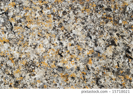 Texture of lichen on the stone. 15718021