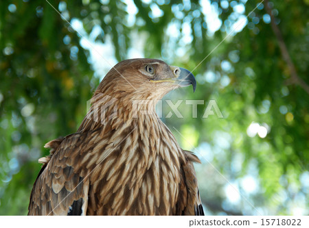 A hawk eagle sitting on the tree. 15718022