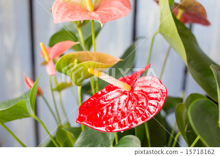 紅掌 紅掌 15718162