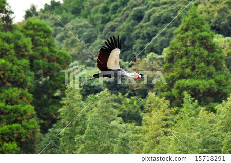 Flight of White-crowned Crane 15718291
