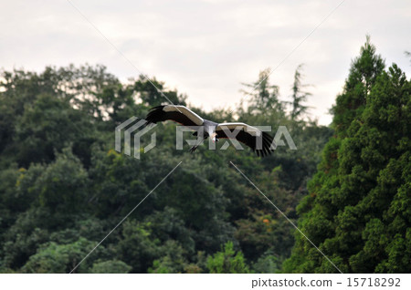 Flight of White-crowned Crane 15718292