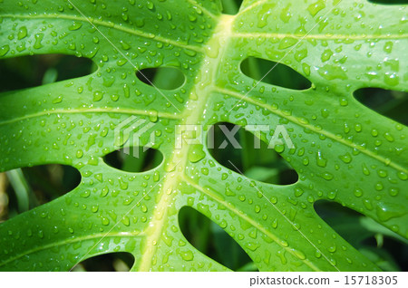 Lively leaves of Monstera · Horizontal position Lively leaves of Monstera · Horizontal position 15718305