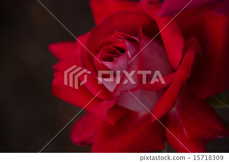 Rose Rose 15718309
