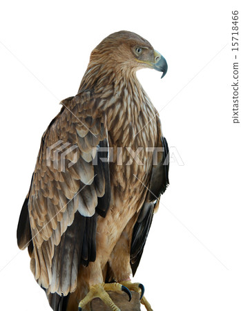 A hawk eagle sitting on the tree. 15718466