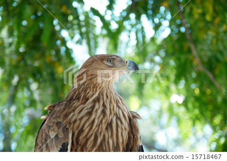 A hawk eagle sitting on the tree. 15718467