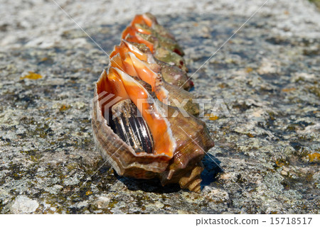 Shells and molluscs of rapana venosa. 15718517