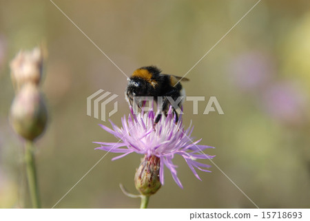bumble-bee on violet flower 15718693