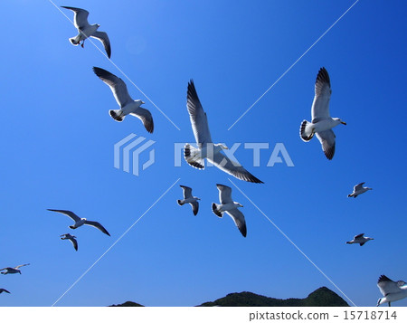 用海鳥 用海鳥 15718714