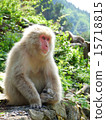 坐在岩石上的猴子（日本獼猴） 15718815