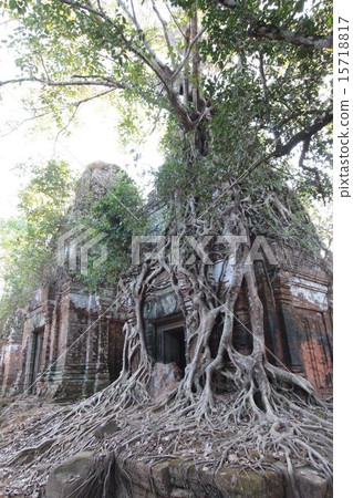 Cambodia, tree root involved in the temples of Koh · Ke ruins 15718817