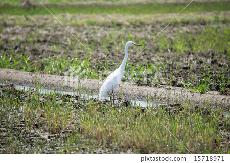 Inada of the rice plant before rice planting (hare) 2 15718971