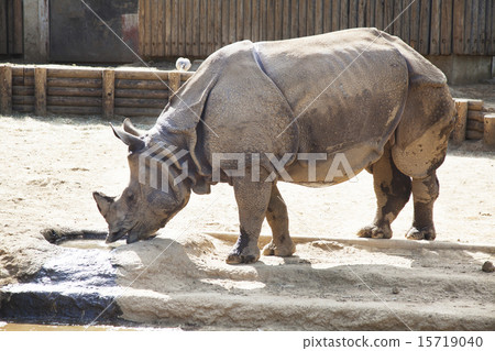 印度戒指 15719040