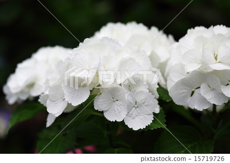 繡球花（千葉縣的繡球花） 15719726