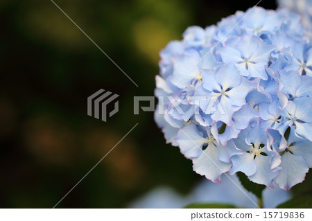 Hydrangeaeon (hydrangea from Chiba Prefecture) 15719836