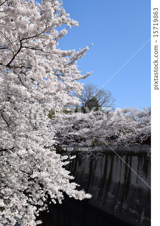 Sakura in the morning of the Edogawa-bashi Sakura in the morning of the Edogawa-bashi 15719863