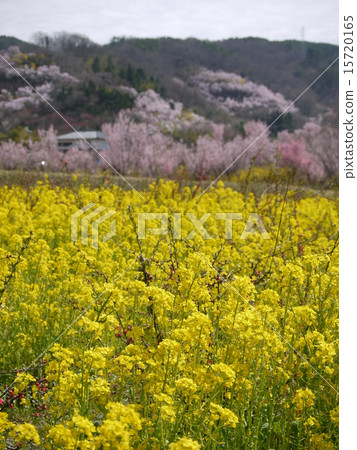 Hanamiyama Hanamiyama 15720165