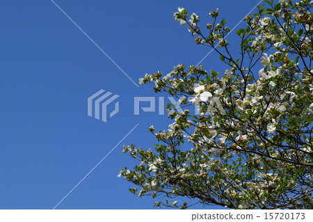 Dogwood Dogwood 15720173