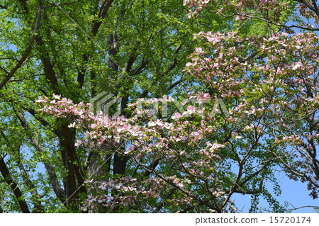 Dogwood Dogwood 15720174