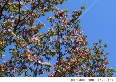 Dogwood Dogwood 15720175
