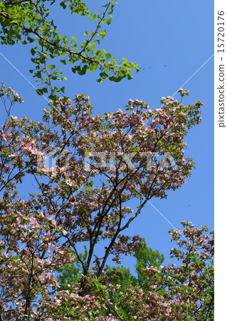 Dogwood Dogwood 15720176