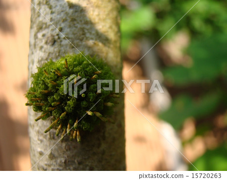 Plant moss 15720263
