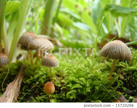 Plant mushrooms 15720266