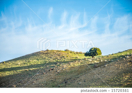 lone tree on mountain hills with blue sky lone tree on mountain hills with blue sky 15720381