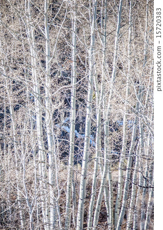birch tree forest in mountains birch tree forest in mountains 15720383