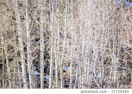 birch tree forest in mountains birch tree forest in mountains 15720384