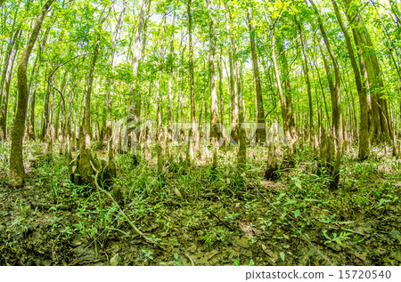 cypress forest and swamp of Congaree National Park 15720540