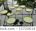 蓮花 15720618