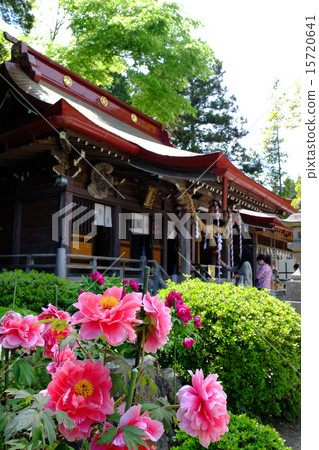靖國神社的牡丹 15720641