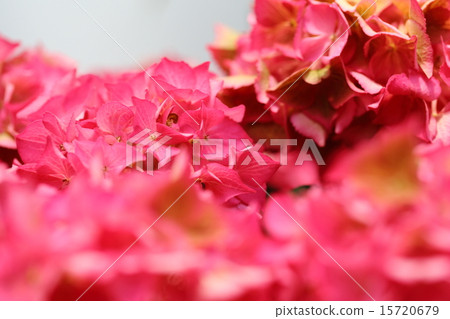 繡球花紅寶石紅 繡球花紅寶石紅 15720679