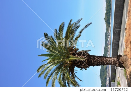 Cycads 15720722